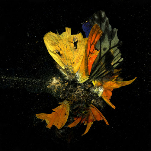 Mat Collishaw. Insecticide 13, 2009. C-type photograph, 182 x 182 cm. Courtesy of the artist and Blain|Southern.