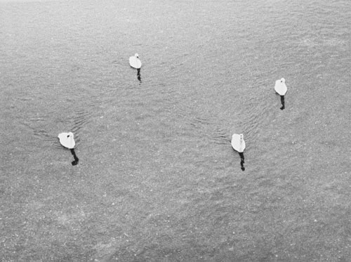 Jochen Lempert. Untitled (four swans), 2006. Silver gelatin print. © VG Bild-Kunst, Bonn, for Jochen Lempert. Courtesy of ProjecteSD, Barcelona.