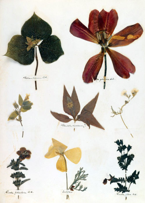 Digital fascimile from Emily Dickinson's Herbarium. 
        By permission of the Houghton Library, Harvard University, 
      MS Am 1118.11.