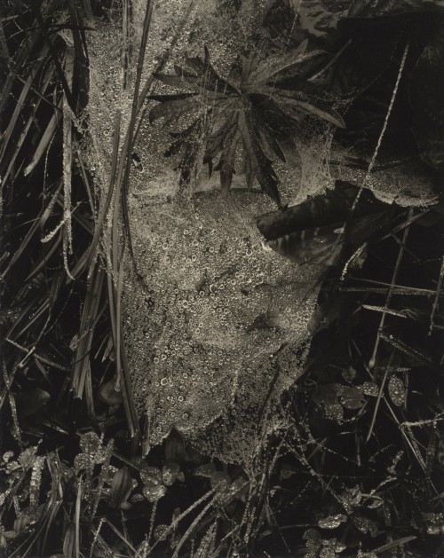 Paul Strand. Cobweb in Rain, Georgetown, Maine, 1927 (negative); 1927 (print). Gelatin silver print, Image: 9 11/16 x 7 13/16 in (24.6 x 19.8 cm), Philadelphia Museum of Art, 125th Anniversary Acquisition, The Paul Strand Collection, The Lynne and Harold Honickman Gift of the Julien Levy Collection, 2001 © Paul Strand Archive/Aperture Foundation.